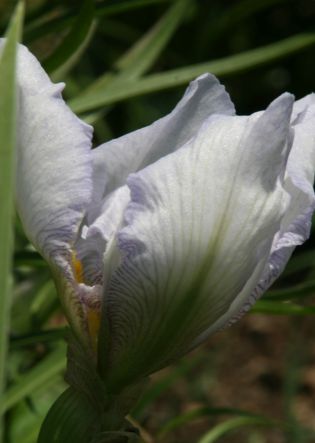 Iris gem. English Cottage